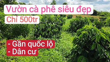 Vườn cà phê tơ đẹp giá rẻ, đất đỏ giếng điện, bất động sản đất rẫy