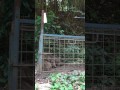 自作の電気止め刺しの使い方イノシシその2