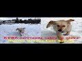 KYRA Perra Pura Raza Golden Retriever Corriendo Y Jugando Sobre la Nieve – Huerto Urbano Luis Servia