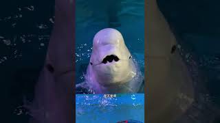 Xiao Hei is angry again. Beluga eats fish. Beluga spits water. Beluga also has a temper. Little Fis
