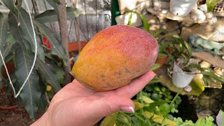 Чем обработать манго после получения и в целях профилактики,  новый состав грунта . Карамболь