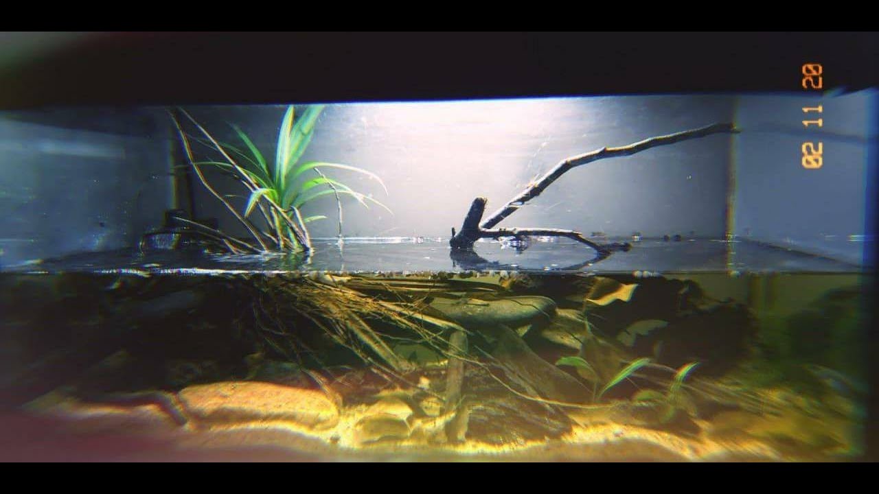 Setting up a Biotope Aquarium for Channa ara (Snakeheads) Tutorial