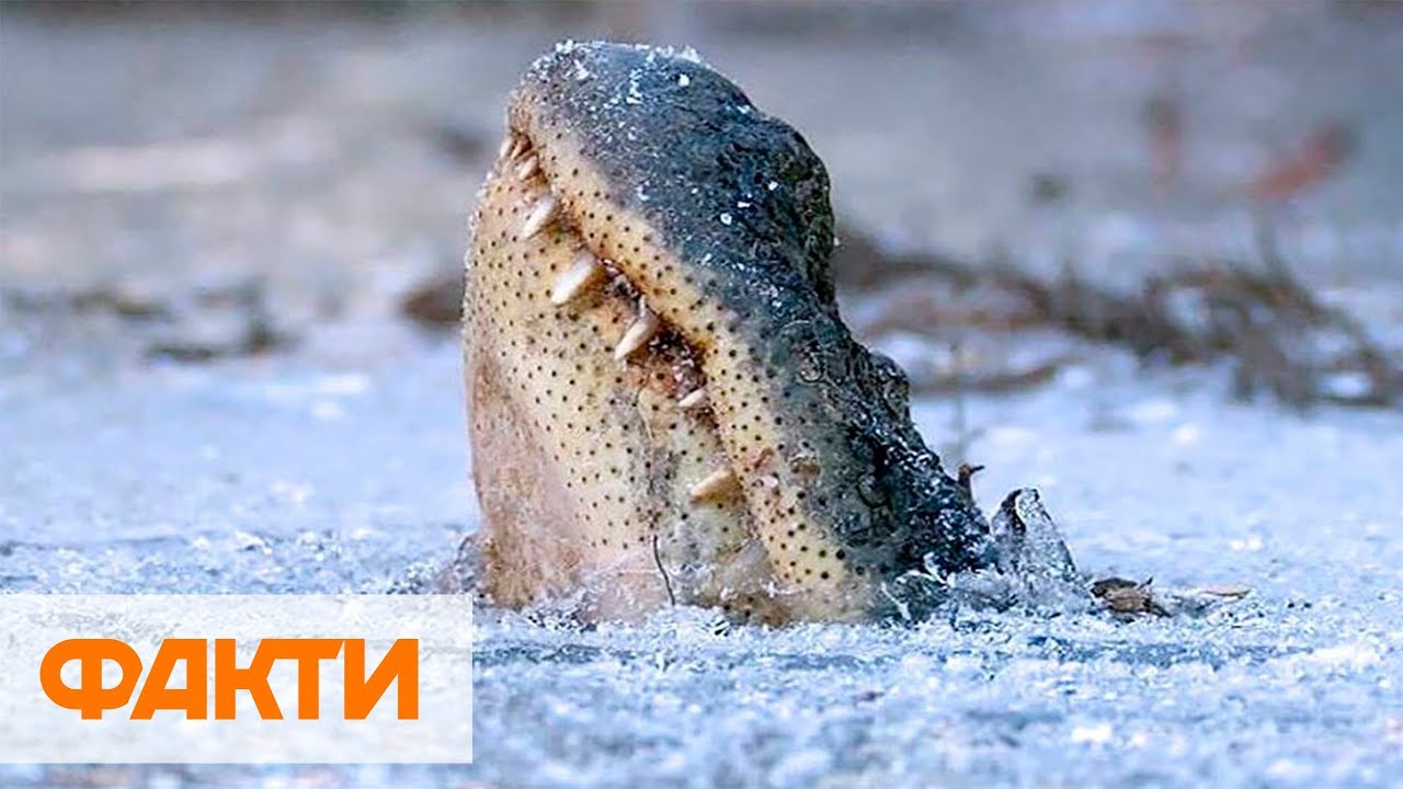 ⁣ПОЛСОТНИ ГРАДУСОВ МОРОЗА В США: из-за аномального холода гибнут люди и вмерзают в лед крокодилы