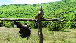 Easy Quick Dove Traps Technique  The Best Bird Traps Near The Mountain