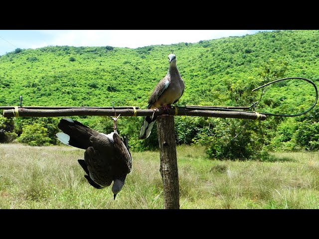Easy Quick Dove Traps Technique - The Best Bird Traps Near The Mountain class=