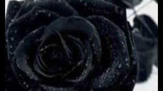 Watch Elusive Fading Rose video