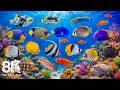 AQUARIUM 8K (ULTRA HD) - Beautiful Fish Swimming &amp; Colorful Sea Life Video 🐠 Deep Sleep Music