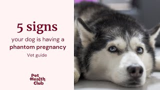 Phantom Pregnancy In Dogs 5 Signs Of A False Pregnancy In Dogs