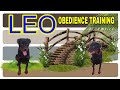 Rottweiler Leo Obedience Training Full Video 🐕‍🦺 #youtubevideo 