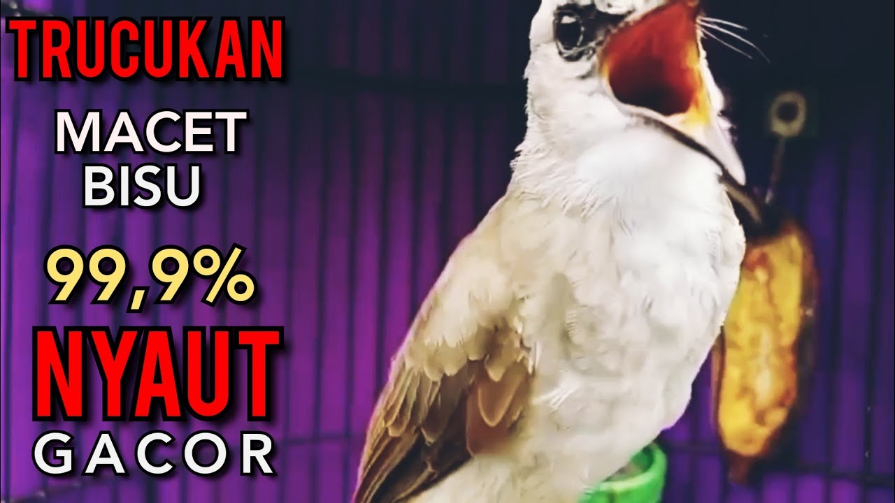 Trucukan MACET BISU AGAR BUNYI GACOR PUTARKAN PANCINGAN INI 99, 9 % NYAUT GACOR NGROPEL SEKETIKA ‼️