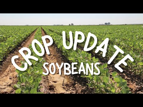 Crop Update | Soybeans 2022