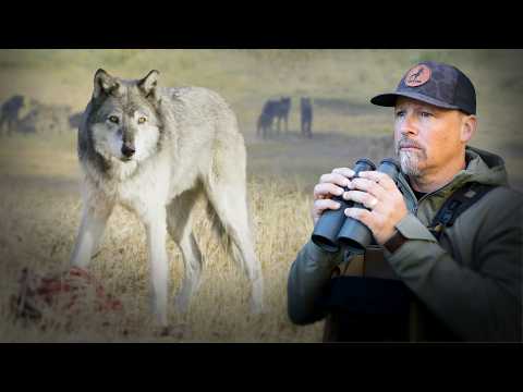 Surrounded by a Wolf Pack in Yellowstone