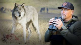 Download Lagu Surrounded by Wolves and Bears in the Wilderness MP3