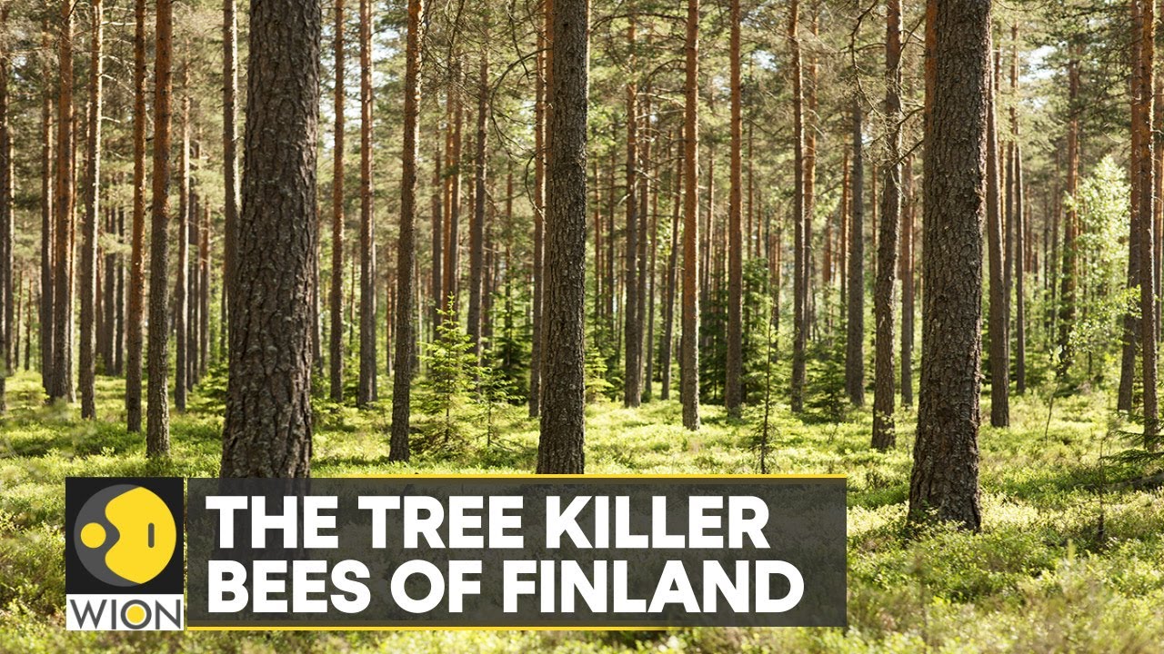 WION Climate Tracker: The tree killer bees of Finland | World Latest English News | WION