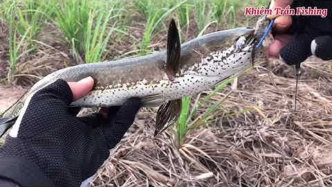 Câu cá lóc Tân Phú Đông Tập#22 Ngày đầy gió /khiemtranfishing