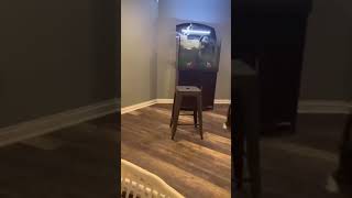 Crazy Funny Cats Viral Clips%F0%9F%90%B6   Best %23funny Cute Cats %23shorts Video%F0%9F%A4%A3   %23