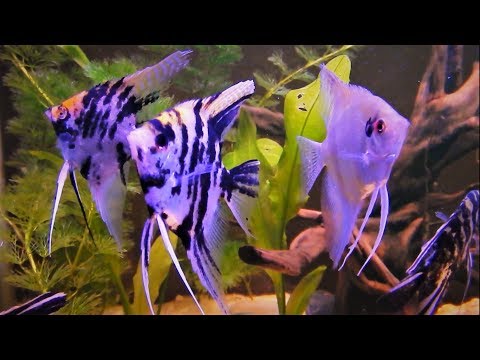 Angelfish Care & Tank Set up Guide