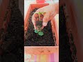 Kidney bean plant repotting.