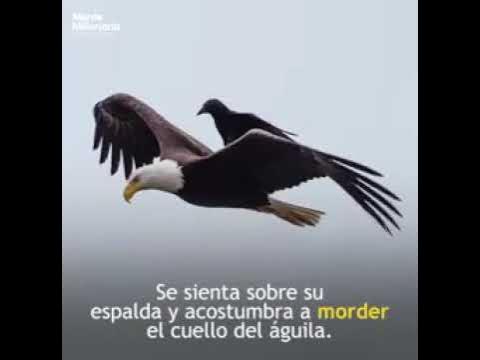 La Parábola del Águila y el Cuervo - YouTube