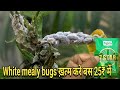 White Mealy Bug Control Tips 🐞