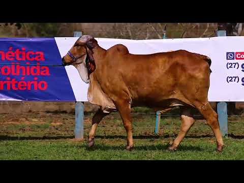 LOTE 13   ROPM 348