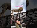 😄 lion Shikar😃 #funny #indiansafari #lion #comedyfilms #animals #comedy # video#ytshorts # viral#yt