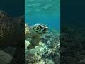 Греческий профиль. ))  #seaturtles #turtle #tortilla #hawksbill #underwater #snorkeling #animals