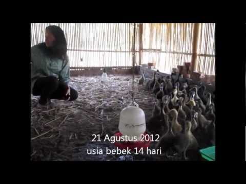 Bebek Hakiki #02-03 Pedaging/Broiler Percobaan SJ 35