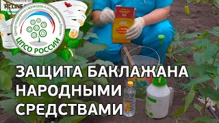 Выращивание баклажанов. Борьба с вредителями народными средствами.(В этом видео - способ борьбы с вредителями баклажанов народными средствами. Готовим раствор из уксуса и..., 2016-06-18T11:00:01.000Z)