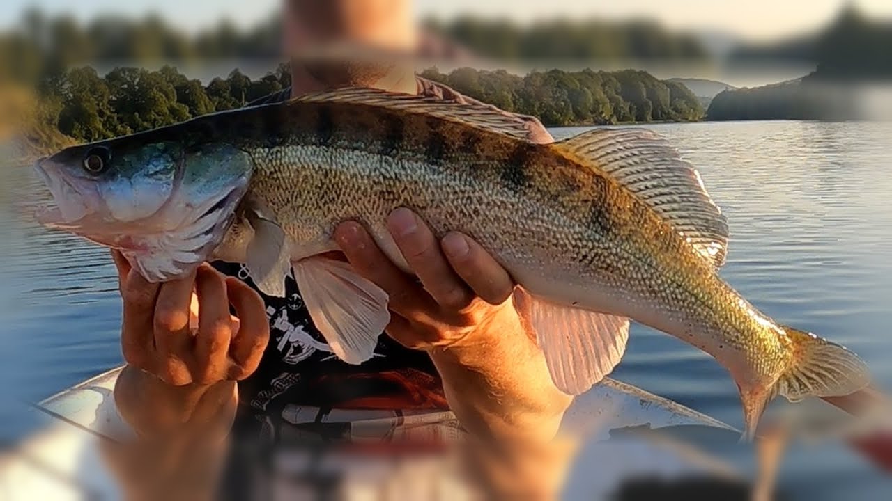 Łódka na zbiorniku zaporowym w Sieniawie i Sandacz z 12 metrów.