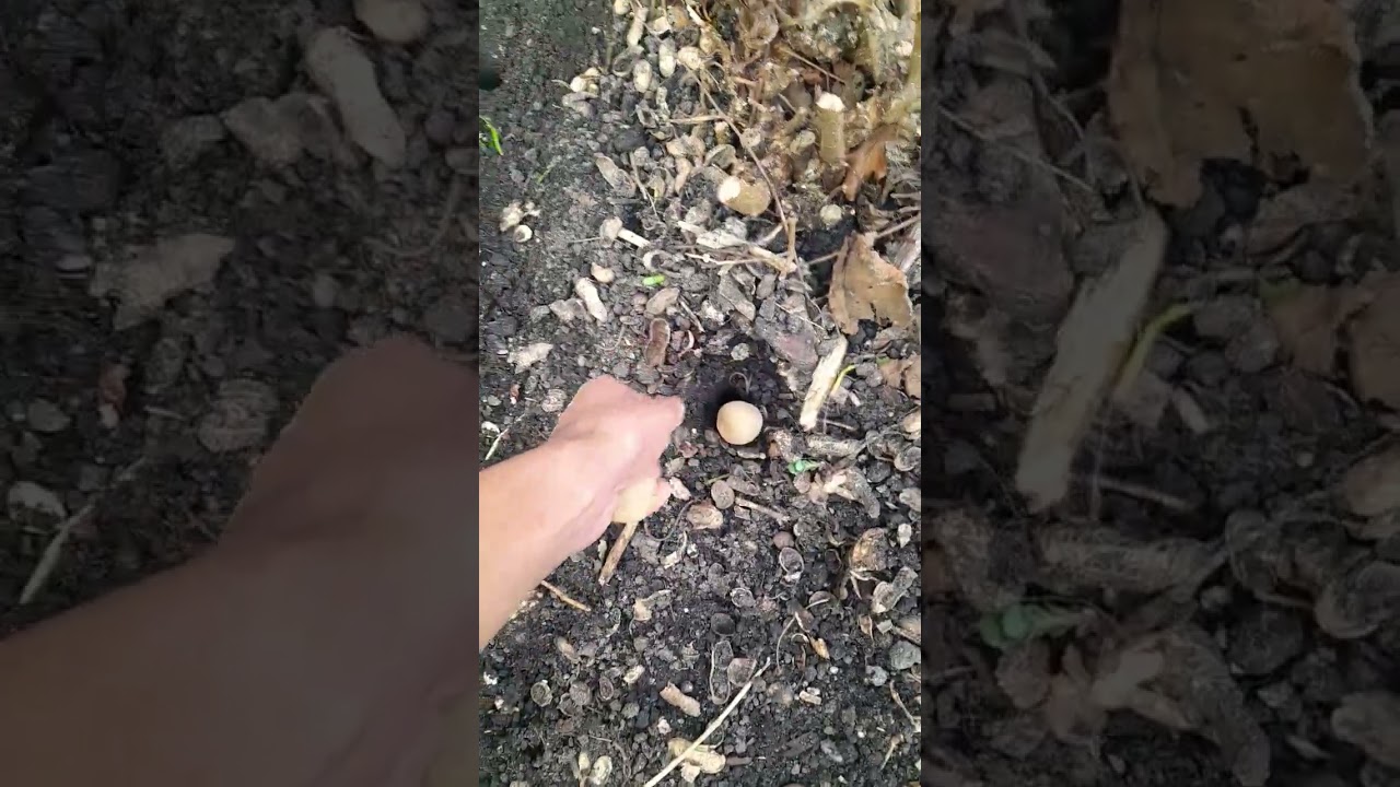 frieslander poot aardappel , kweken beste aardappels van Nederland in eigen tuin