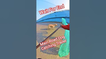 Flash Player Running Dog Catch Trailer #dogwithpublicsafety #dog #pets #ytviral #shorts
