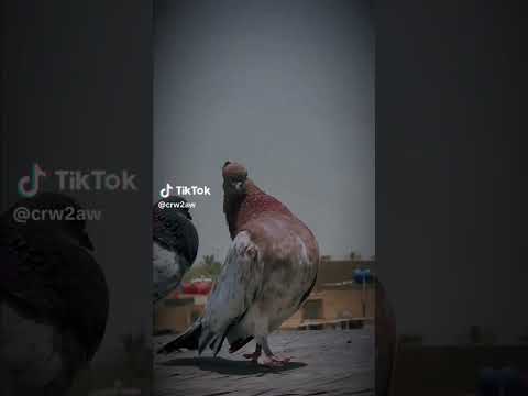 عمي تار بزرك وكطع هوة رماني طير زربة