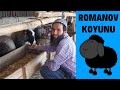 Romanov Koyun Çiftliği / Burdur Bucak Çubukiçi Mevkii