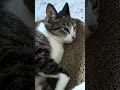 ゴワゴワの肌触りが好きな猫🐱 - Cats like it - #shorts #cat