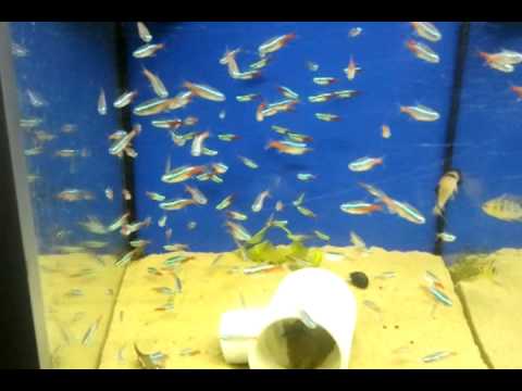 shaolin Neon Tetra for sale UK
