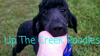 Standard Poodle (Ruthie) by Up The Creek Poodles 356 views 8 months ago 1 minute, 13 seconds