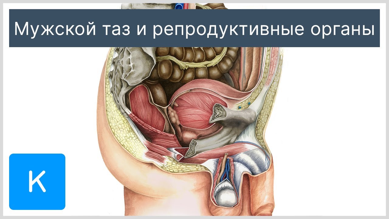 Анатомия Человека Органы Мужчины Фото
