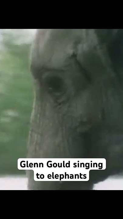 Do you think the animals enjoyed? #glenngould #pianomusic #classicalmusicmonth