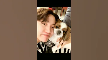 ¿Cuántos perros tiene Suga?