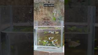 white tuxedo big ear #guppyfishfarming #guppysale #guppysemarang #guppy #lifeisbutadream #fish #gupp