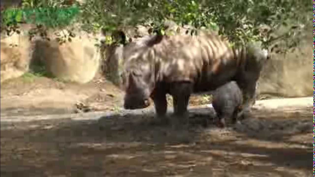 Taipei Fine Arts Museum-News-View White Rhino Calf Video on Taipei