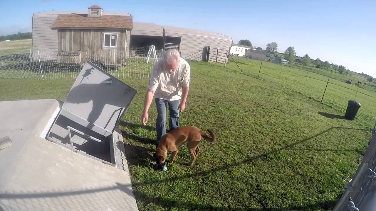 belgian malinois puppy Tornado Shelter Dog Training