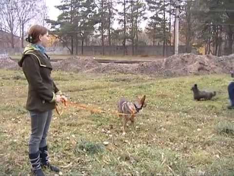 Video: Diētiskās Barības Izjūta Kaķiem Un Suņiem, 2. Daļa