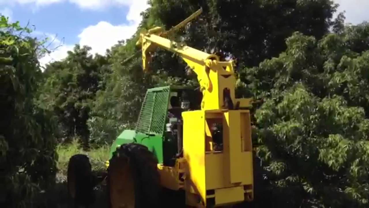 Trim Cut Mechanical Orchard Pruning YouTube