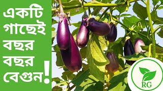 A Single Plant In A Pot Will Produce Eggplant Year After Year  How To Grow Brinjal In Pot  Brin