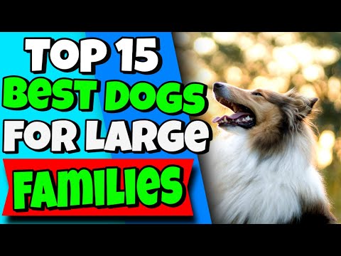 วีดีโอ: สายพันธุ์สุนัขที่ดีที่สุด The10 ที่ดีที่สุดสำหรับครอบครัว