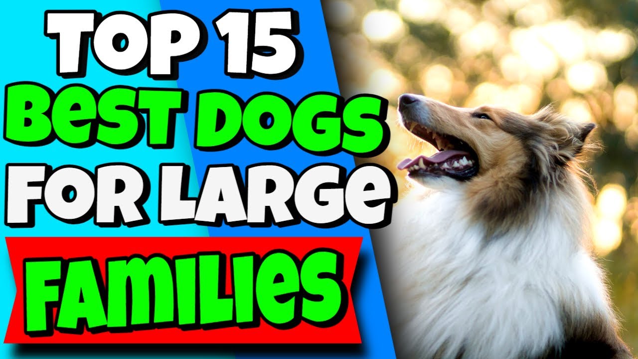 Top 15 Best Dogs For Large Families 🐩 good big family dogs YouTube