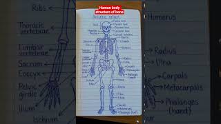 skeletal system of human body #viralvideo