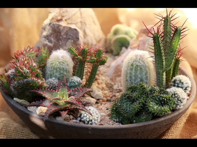 How to Make a Mini High Desert Cactus Garden 